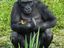 Affe mit Entchen