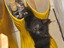 Katzenstiefel