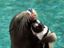 Seehund und Pinguin knuddeln