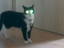 M&ouml;rderkatze