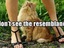 Katze guckt Frau unterm Rock