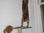 Katzensport