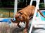 Hund ganz crazy
