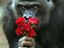 Romantischer Gorilla