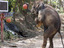 Elefant auf Korbjagd