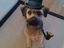 Nobler Hund