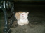Schlafende Katze in Kos-Stadt