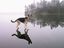 Hund steht auf Wasser