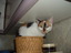 Katze im B&ouml;tchenkorb.