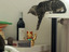 Checker Katze