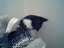Katze muss ganz dringend