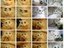 Emotionen einer Katze