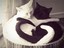 Kuscheln wie Ying und Yang
