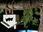 Vogelhaus f&uuml;r Batman