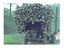 Holztransport in Asien