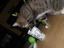 Katze probiert mal