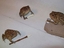 Teenage-Mutant-Ninja-Frogs
