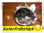 Lecker Katerfr&uuml;hst&uuml;ck