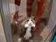 arme Katze