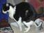 Kackende Katze