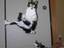 Kampfkatze
