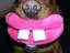 Hundegebiss