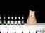 Bier-Katze