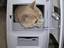 Katze im Computer