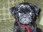 Schielender Hund