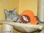 Katze und Kenny