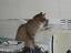 Spionagekatze