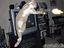 Actionkatze