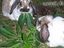 Tiere und Drogen