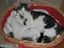 Katzenliebe