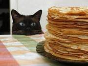 Naschkatze Naschkatze