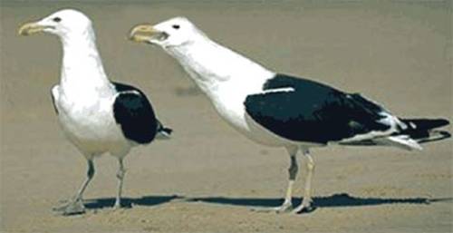 Vögel Vögel