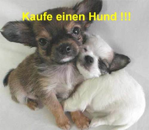 Kaufe einen Hund Kaufe einen Hund