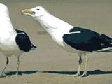 V&ouml;gel