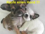 Kaufe einen Hund