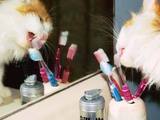 Tiere allein zuhause Tiere allein zuhause