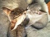 Hunde und Katzen