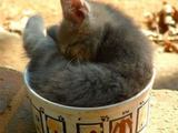 Niedliche Katzen