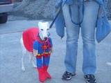 Karneval-Hunde