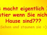 Tiere allein zu Hause