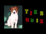 Das Tierquiz