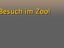 Der Zoobesuch