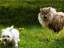 Kuriose Tiere