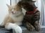 Tierische Freunde