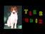 Das Tierquiz