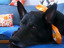 Zu Benny2012